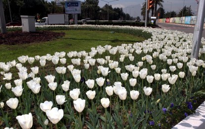 İstanbul’da Lale Zamanı Başlıyor