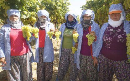 Şeker hastalarının gözdesi Superior seedless üzümünün ihracat yolculuğu 20 Temmuz’da başlıyor!